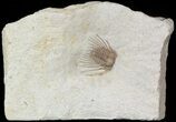 Elegant, Kettneraspis Trilobite - Oklahoma #56250-2